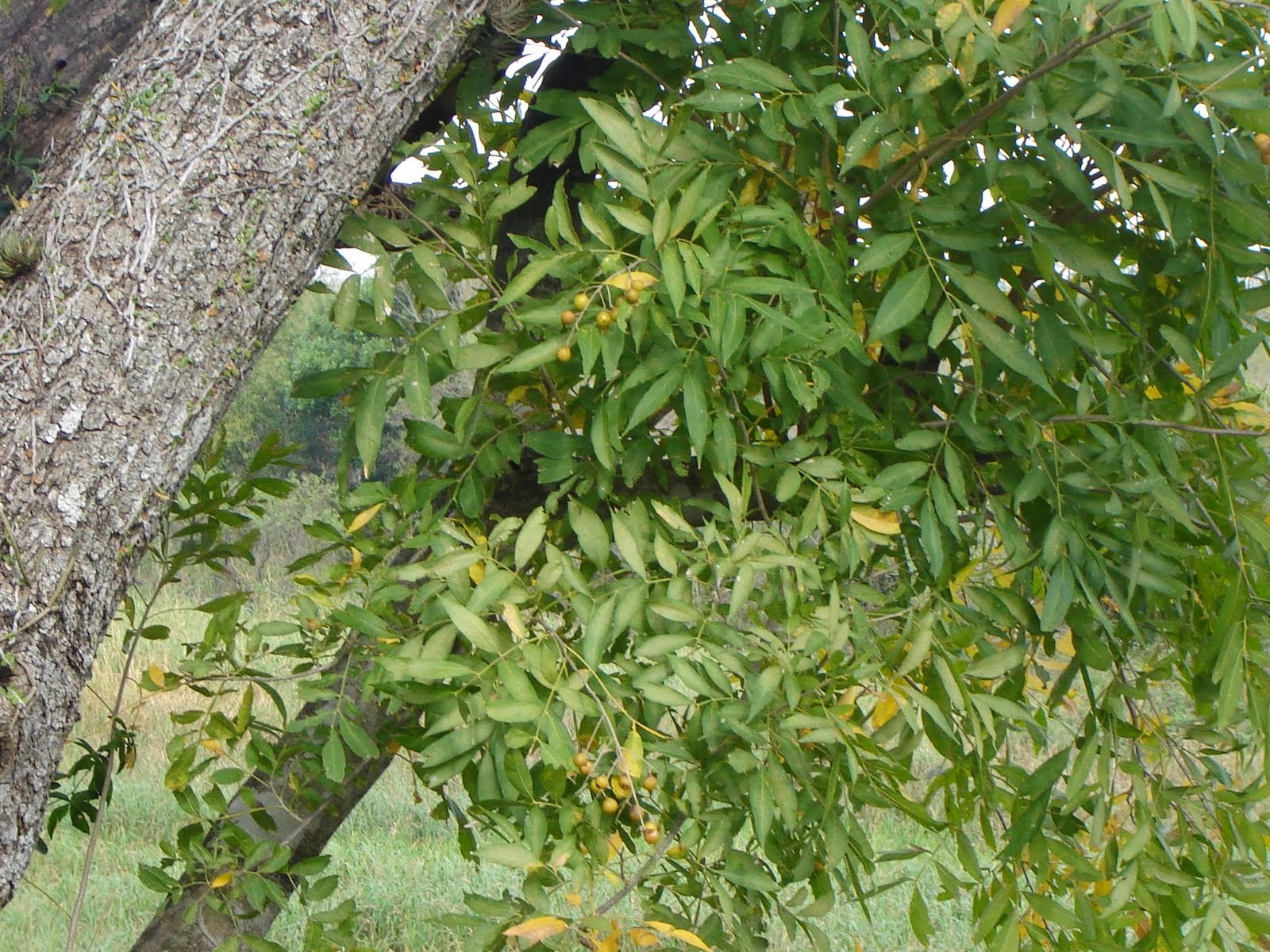 santo fácil de lastimarse mero arbol del jabon en argentina dorado