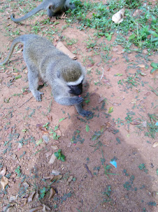 Vervet Monkey in Entebbe Botanical gardens
