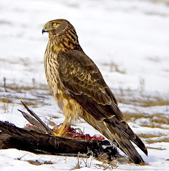 Female Northern Harrier on a kill