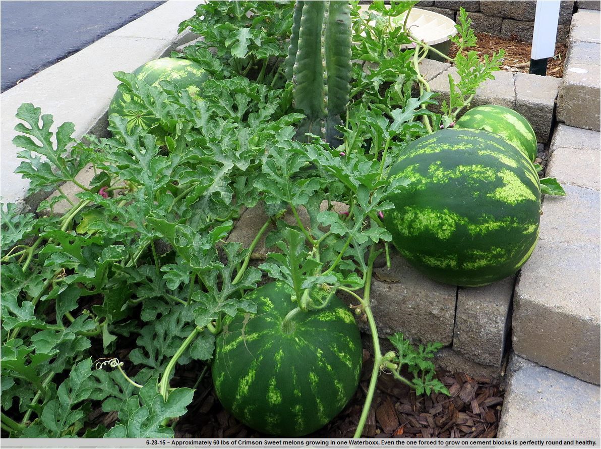The Arid Arborist and Gardener: Customer Results of ... groasis waterboxx diagram 