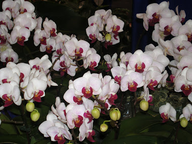 orchid 014