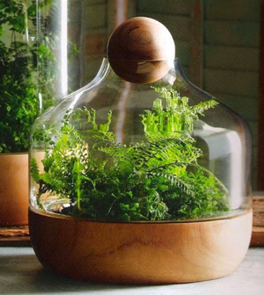 Vida-EcoVerde : Como hacer un jardin en una botella