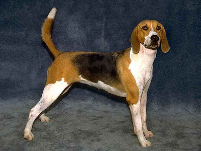 Harrier-Dog-Breed-Pictures Dog And Puppies Pictures