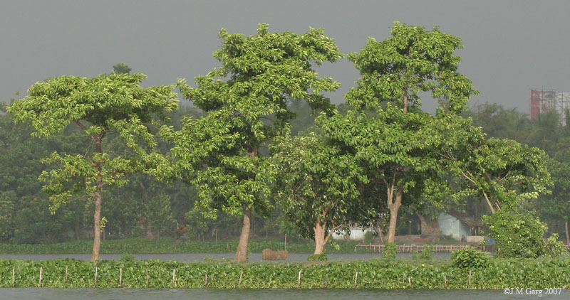 We love Our Bangladesh...