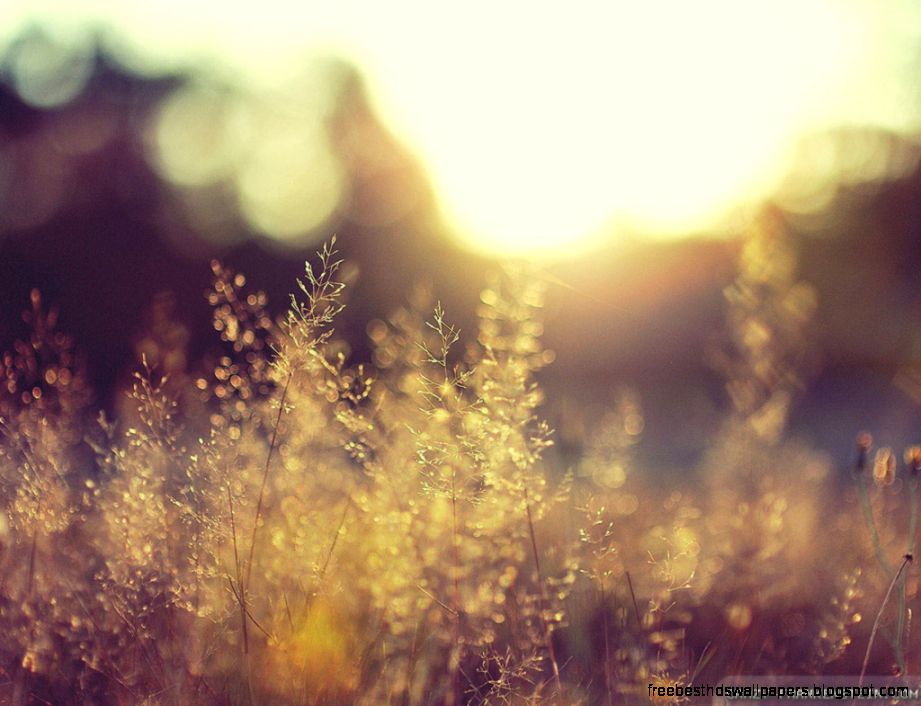 Summer Field wallpapers Crazy Frankenstein Summer Field wallpapers Crazy Frankenstein