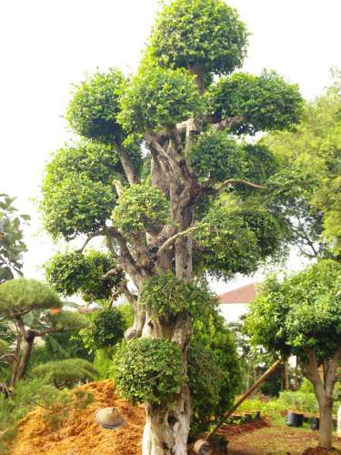 Kebun Bonsai Selorejo: Aneka Bonsai Serut Indah