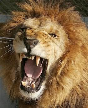Lion Face Roar