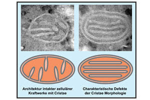Mais complexidade que Darwin não explica a arquitetura da vida: pilares apoiadores da estrutura das usinas de energia celulares  Inner+mitochondrial+membrane+-+Van++der+Klei+-+Bohnert