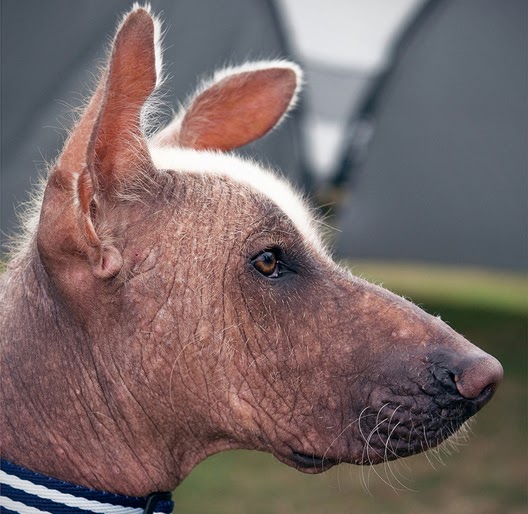 UmePhotography Xolo dog show Nottingham