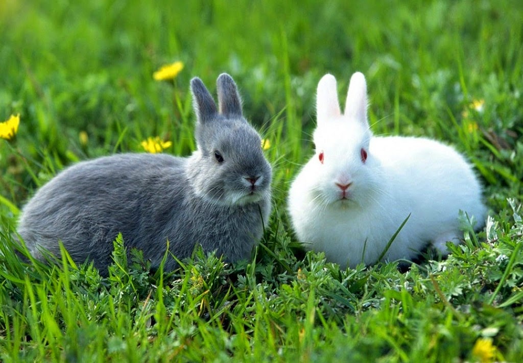 Beautiful Wallpapers In The World Beautiful Rabbit Wallpapers in the world