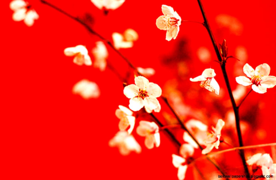 white flowers red flower fadc ec 90770 white flowers red flower fadc ec 90770