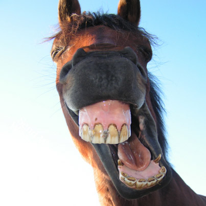 Horse Face Funny