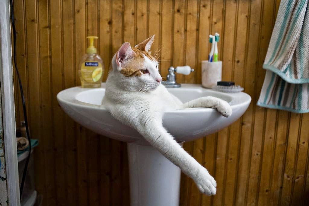 Cats in Sinks Kuriositas
