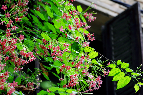 [Image: hoa-su-quan-tu-moc-ben-nha-co-1.JPG]