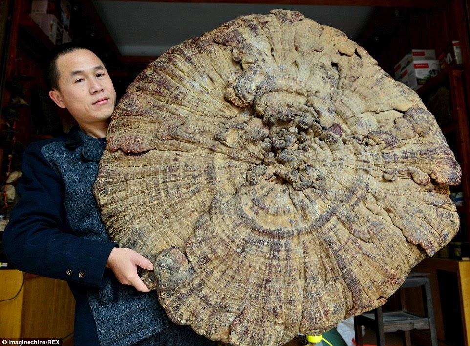 NoozYes Enormous 'Immortality Mushroom' discovered in China.