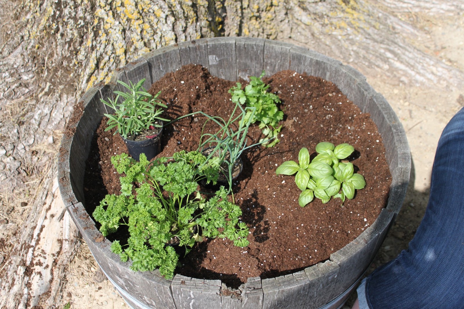Whiskey Barrel Herb Garden How To The Farmwife Cooks