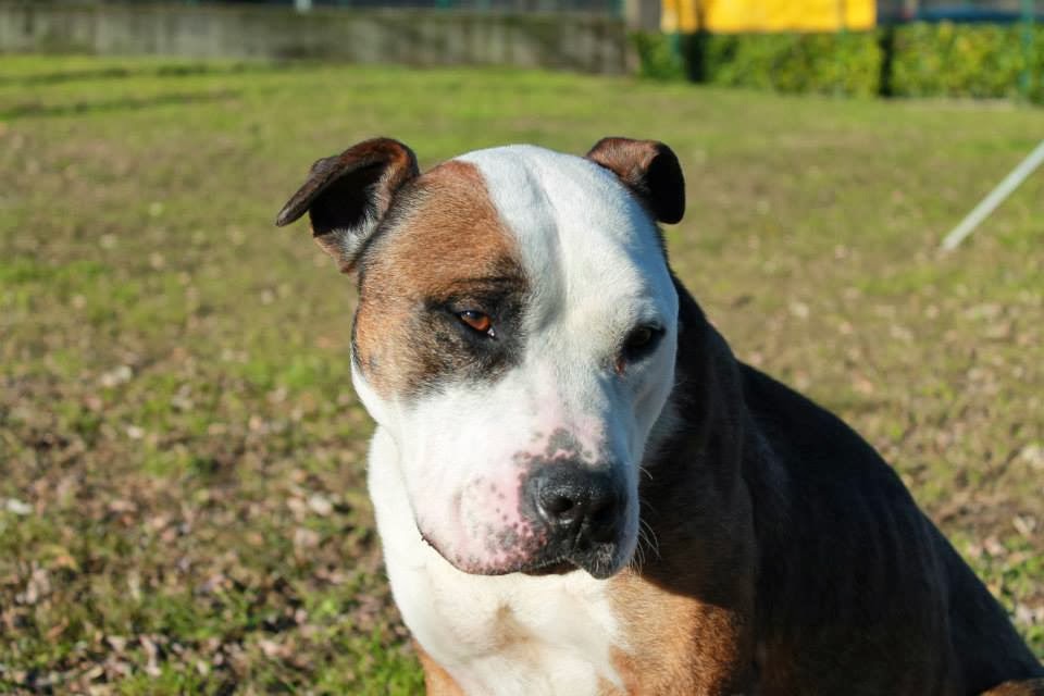 un pit bull per amico adottato pinin pit bull maschio a luino va in cerca di una nuova famiglia