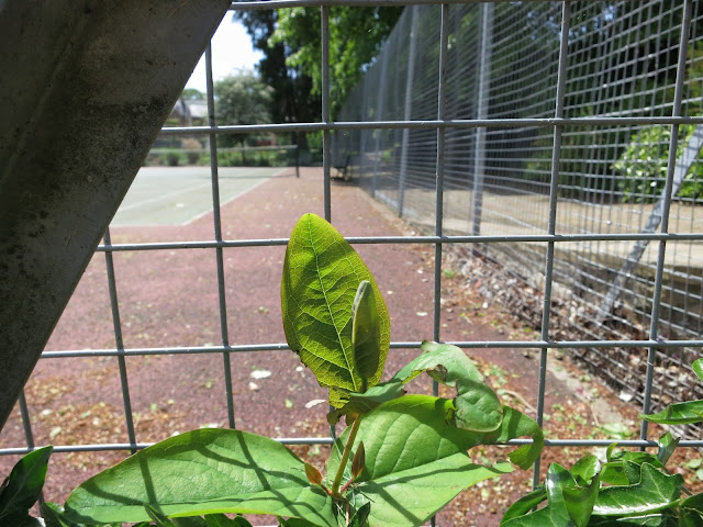 Honeysuckle leaves against tennis court fence.