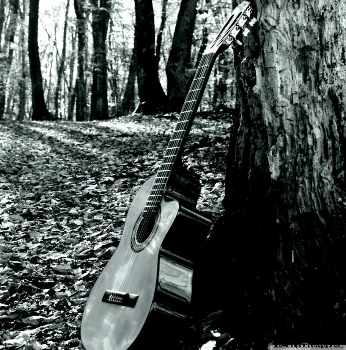 Forrest Guitar HD desktop wallpaper Widescreen High Definition Forrest Guitar HD desktop wallpaper Widescreen High Definition