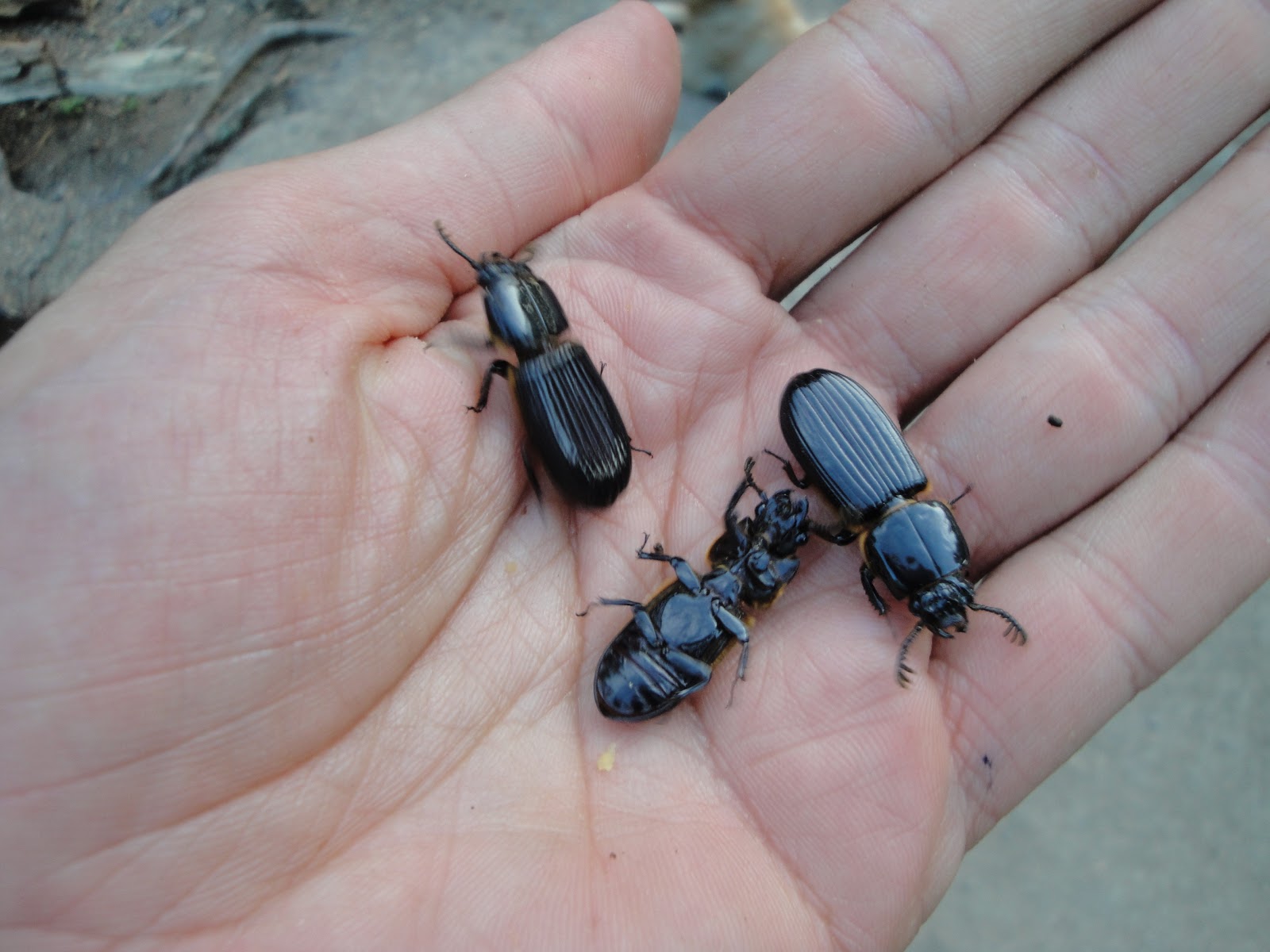 RESERVA NATURAL VICTORIA: DEJA ALGO DE LEÑA PARA LOS ESCARABAJOS DEL MONTE