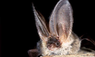 Fascination With Fear: OCTOBER 27: TWENTY-SEVEN BEAUTIFUL BATS