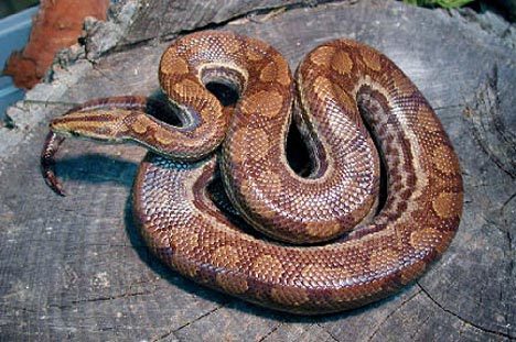 king boa snake