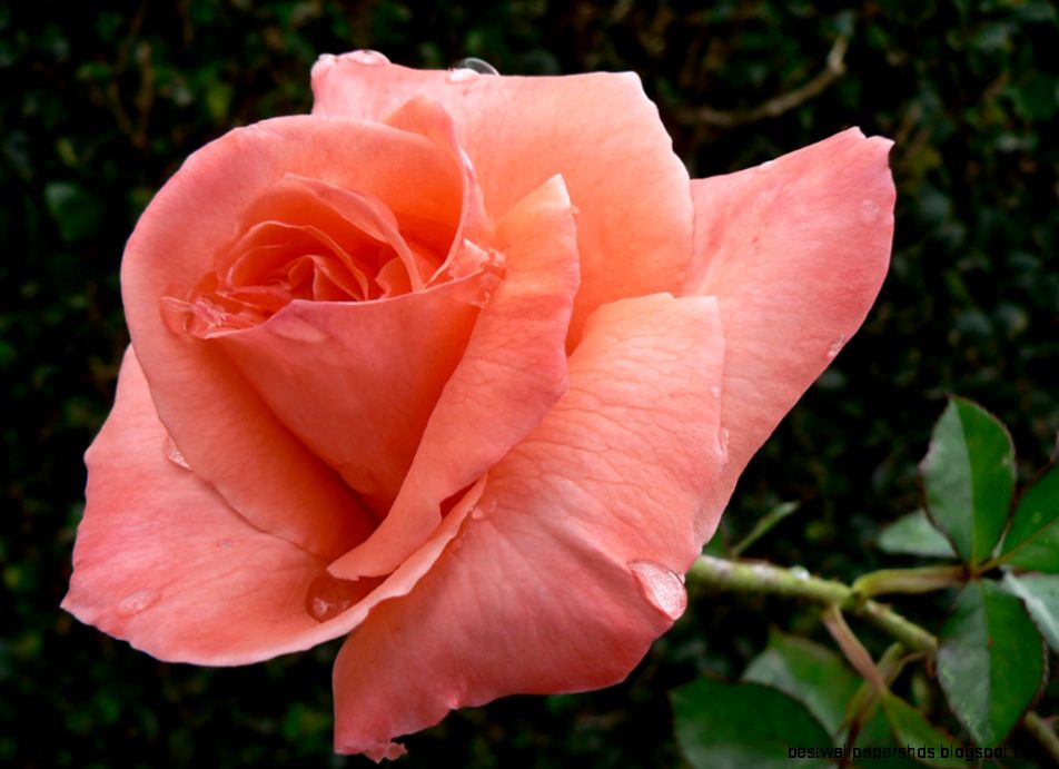 Peach Roses Related Keywords amp Suggestions Peach Roses Long Tail Peach Roses Related Keywords amp Suggestions Peach Roses Long Tail