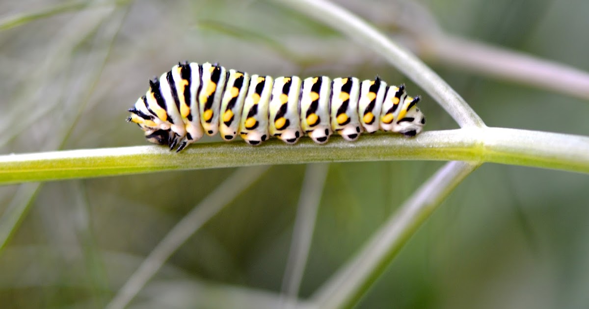 Urban Wildlife Guide Growing Caterpillar