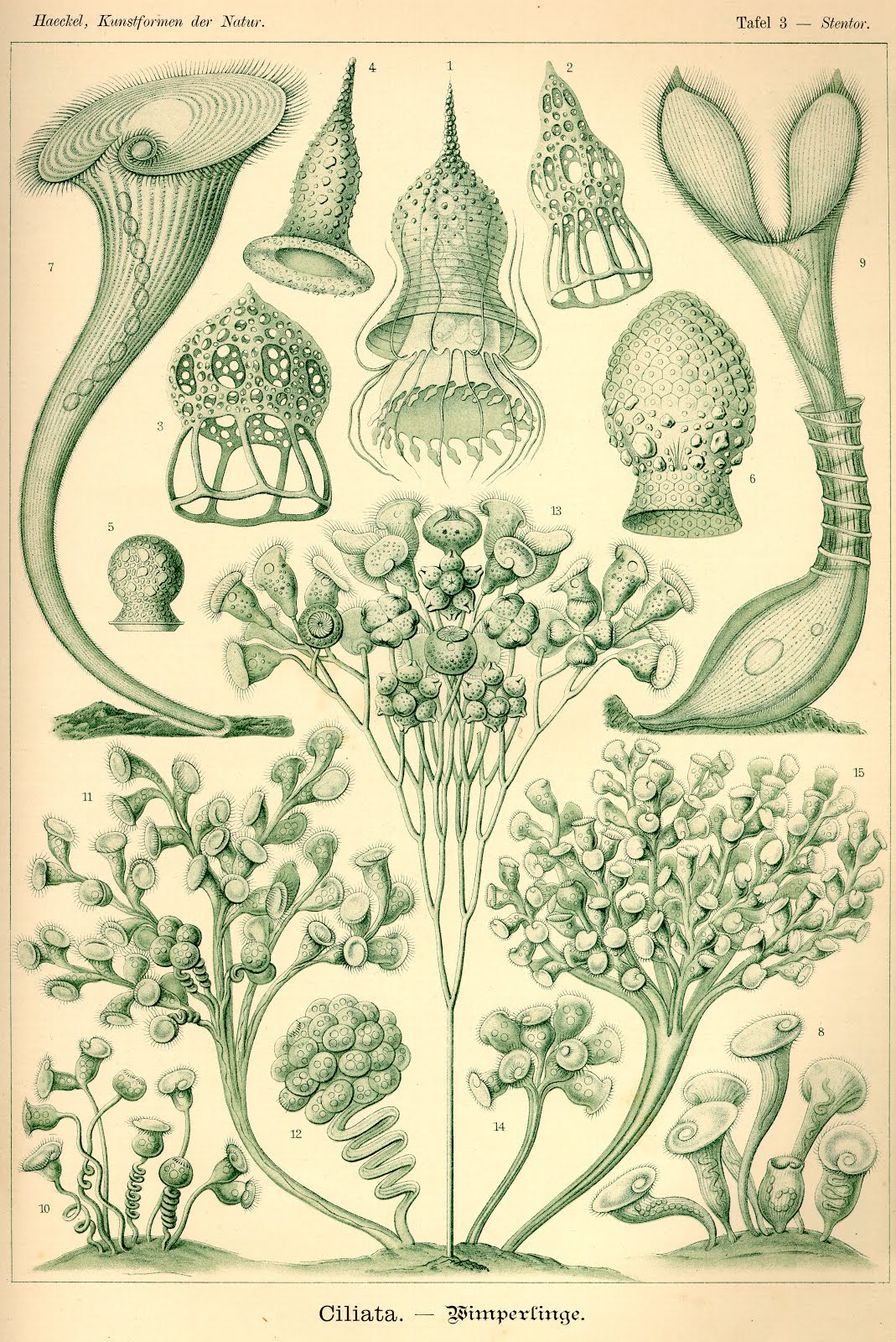 by Ernst Haeckel