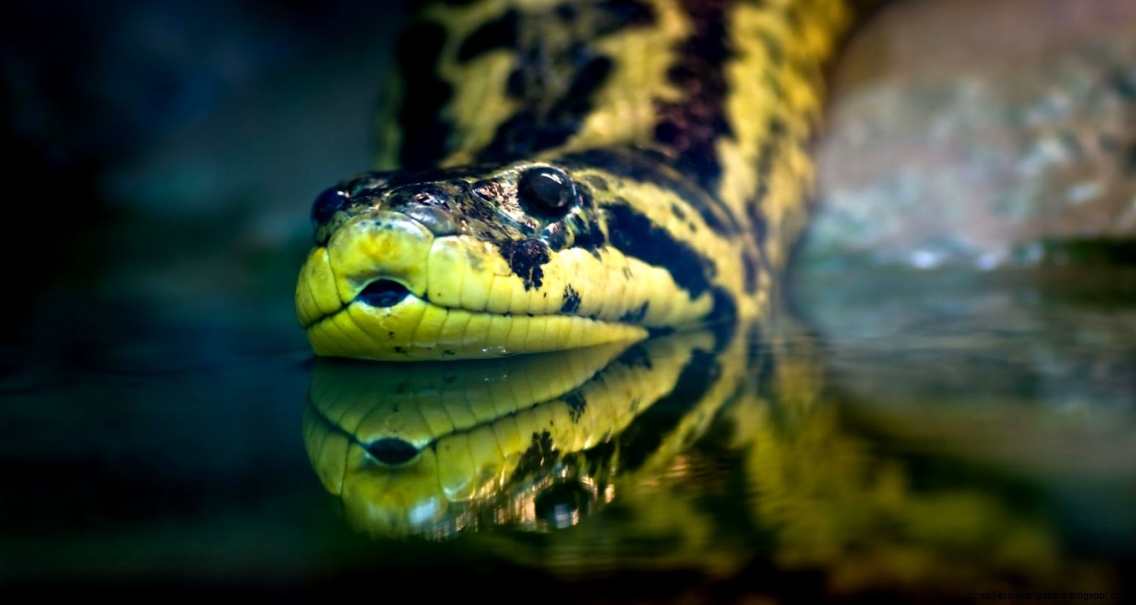Anaconda Snake Anaconda Snake