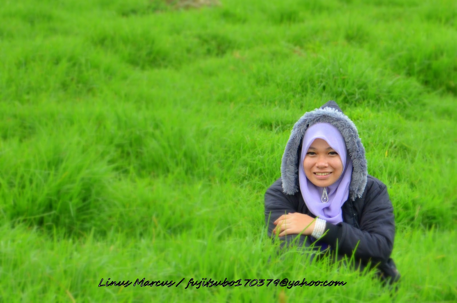 Desa Cattle
