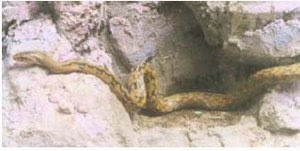 ular berbisa,venomous snake,undeadly snake