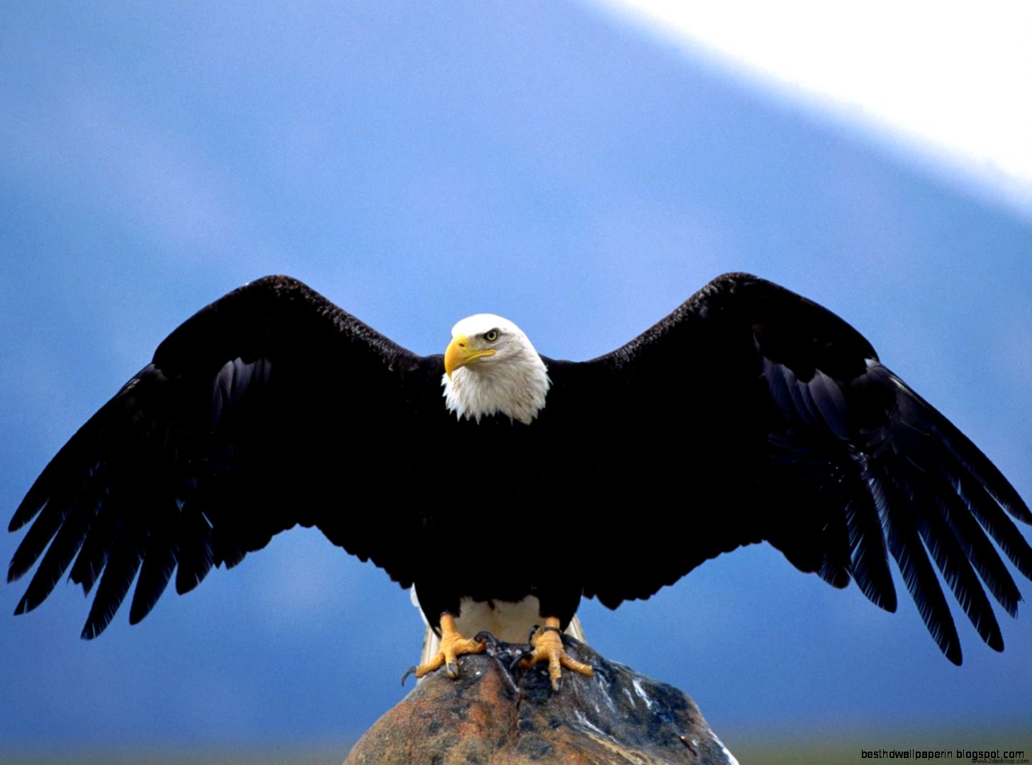Bald Eagle Wingspan Bald Eagle Wingspan