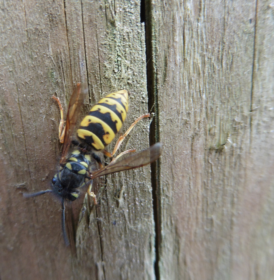 Trees, ropes, boxes and birds! Beeeating birds and woodeating wasps