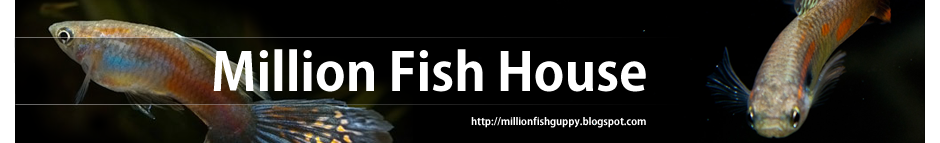 Million Fish House