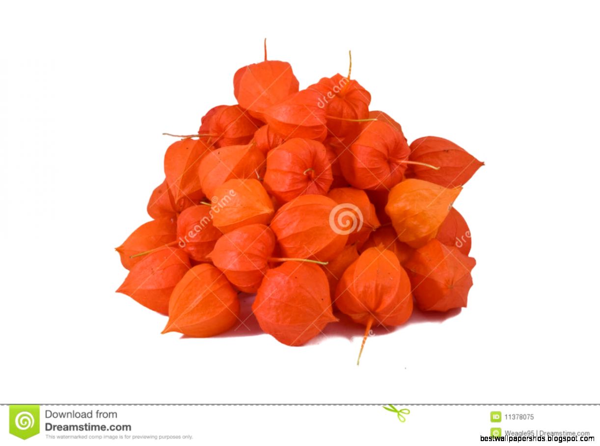 Winter Cherry Fruits Royalty Free Stock Photo Image 11378075 Winter Cherry Fruits Royalty Free Stock Photo Image 11378075