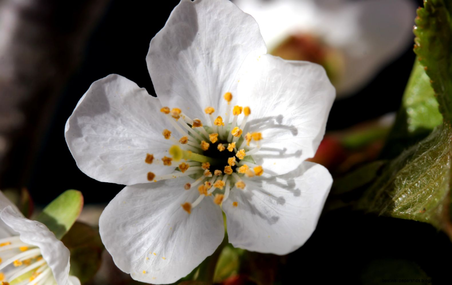 Cherry Tree Blossom Desktop Background 1680x1050 pixels Cherry Tree Blossom Desktop Background 1680x1050 pixels