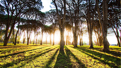 Soft Tech Websecanp Official خلفيات سطح المكتب بدقة عالية جدا المجموعة 1