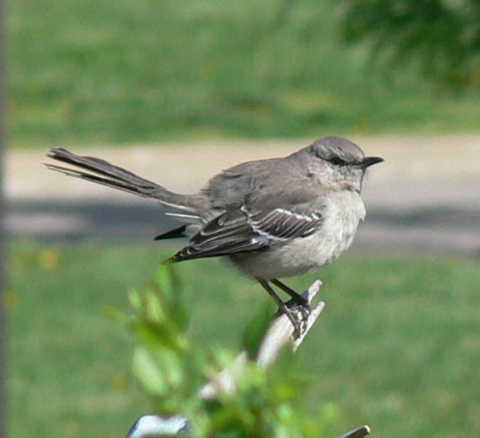 KY Natural Inquirer Mimic Birds