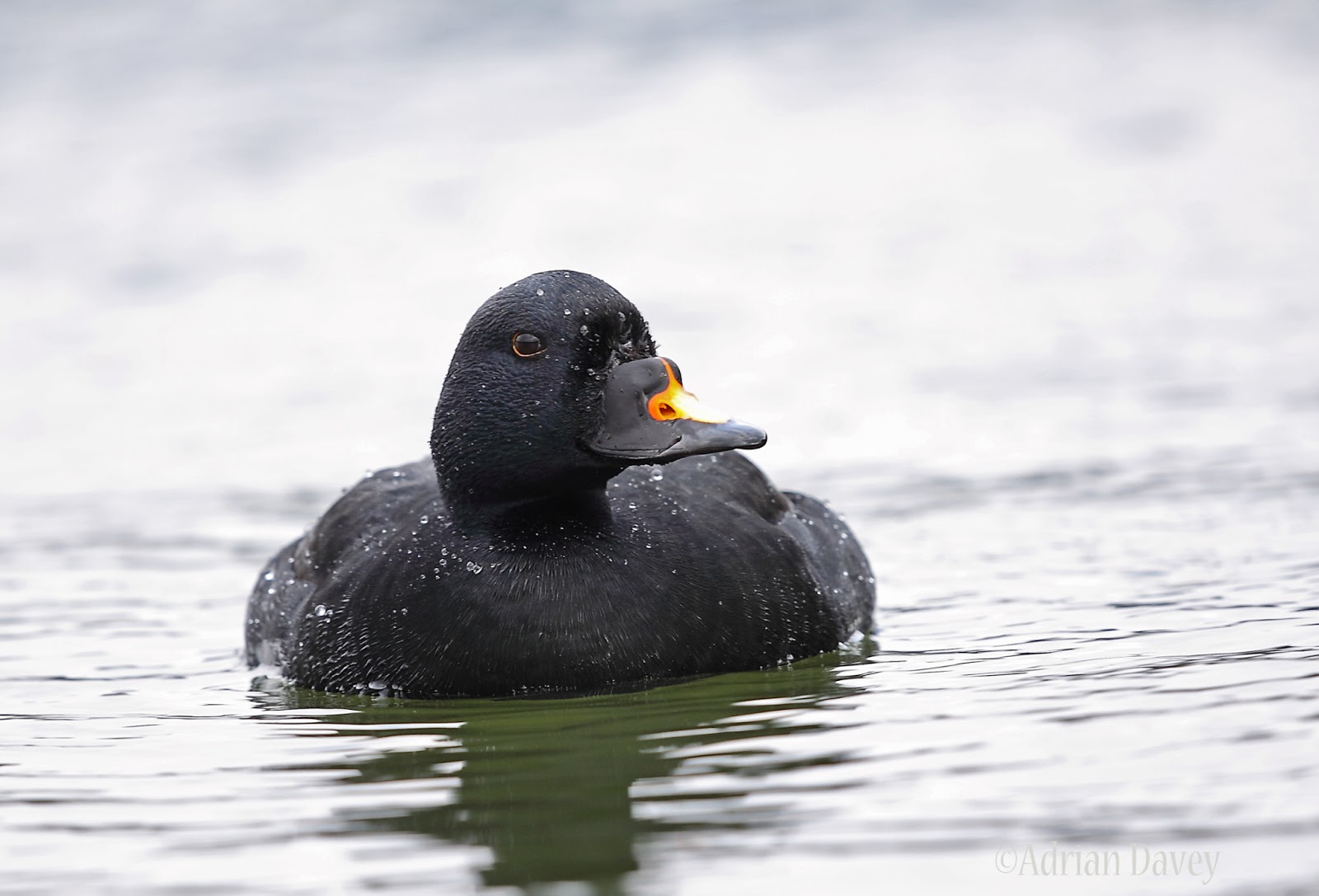 Adrian Davey Wildlife Photography Diary Common Scoter.
