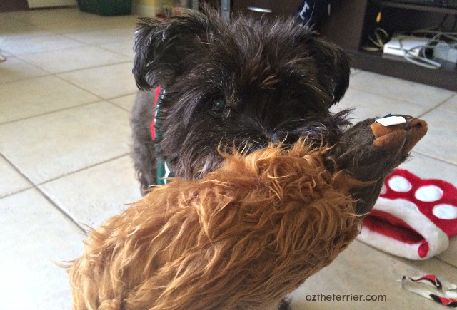 Oz the Terrier with Star Wars Chewbacca dog toy from Petco
