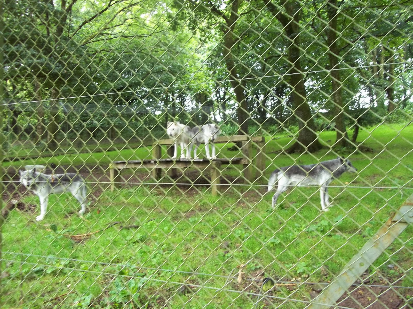 Epic Adventures Dartmoor Zoological Park