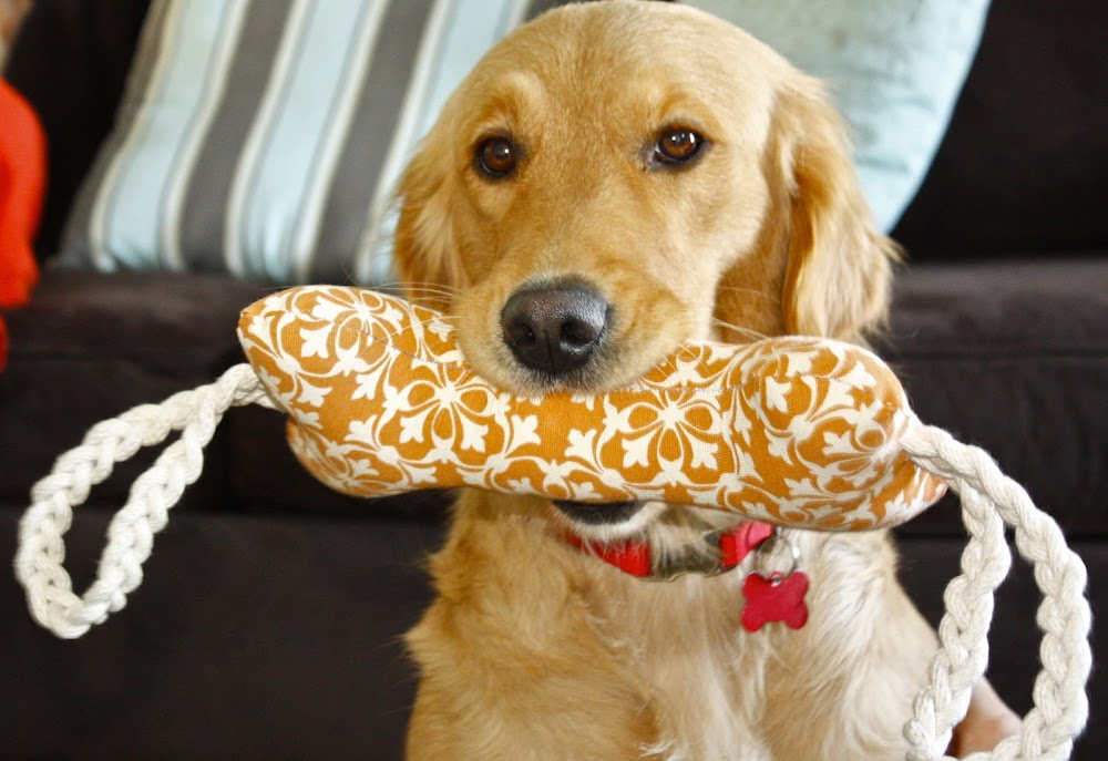 Zaaberry A gift for a dog