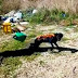 Βρήκαν τους τρεις ανήλικους που έκαψαν ζωντανό σκύλο στην Άρτα