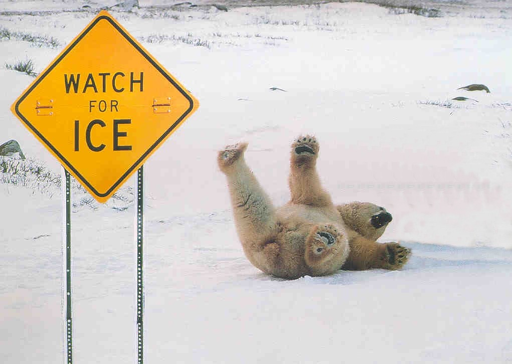 PopVids Polar bear slips on ice.