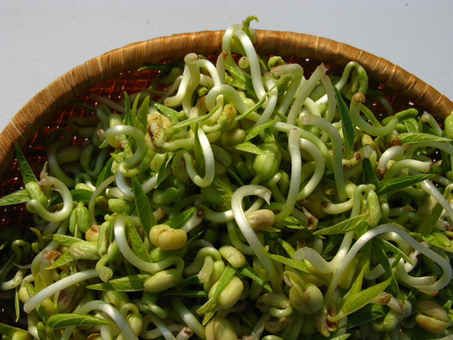 Benefit Of Plants Benefits of Bean Sprouts Prevent Cancer