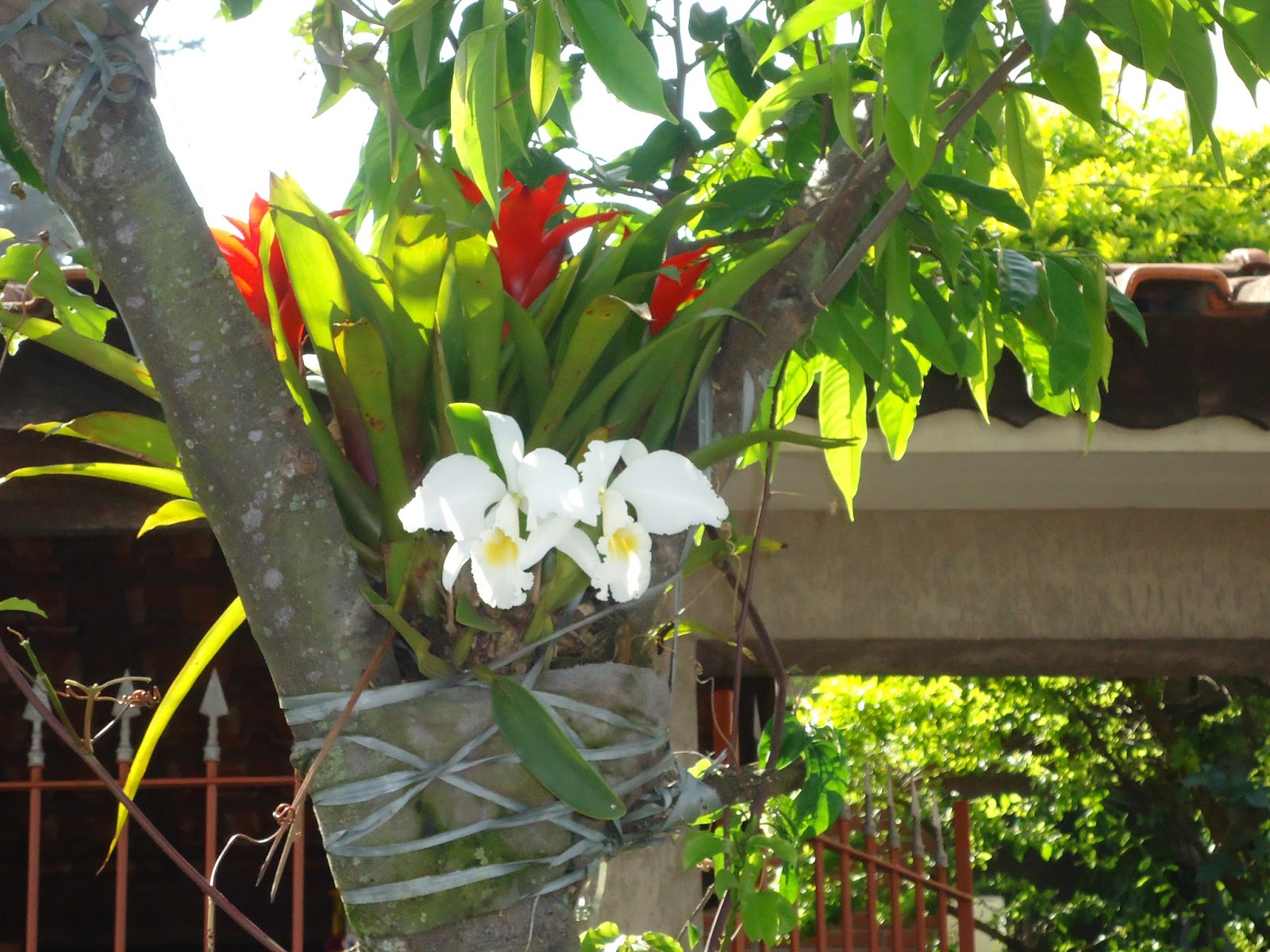Maria das Plantas Bromelia