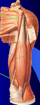 MBBS Medicine (Humanity First): Muscles of upper limb