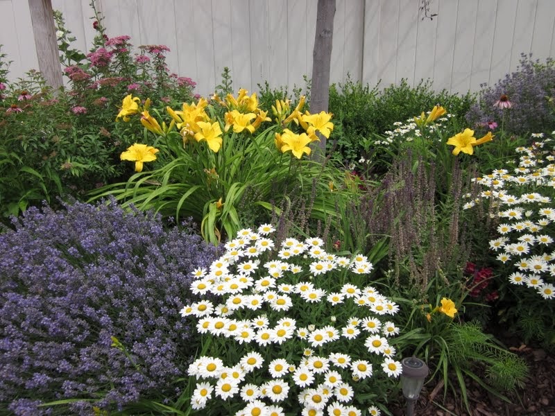 Our Adventures in Home Improvement Backyard in Bloom