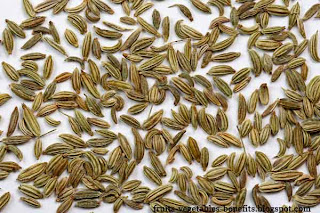 benefits of eating fennel benefits_of_eating fennel_fruits-vegetables-benefits.blogspot.com(8)